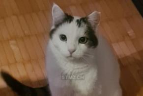 Avviso scomparsa Gatto incrocio di razze Maschio , 9 anni Rüeggisberg Svizzera