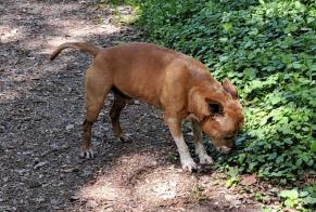 Avviso Ritrovamento Cane  Maschio Lausanne Svizzera