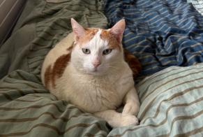 Avviso scomparsa Gatto Maschio , 4 anni Le Grand-Saconnex Svizzera