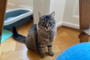 Avviso scomparsa Gatto Femmina , 1 anni La Chaux-de-Fonds Svizzera