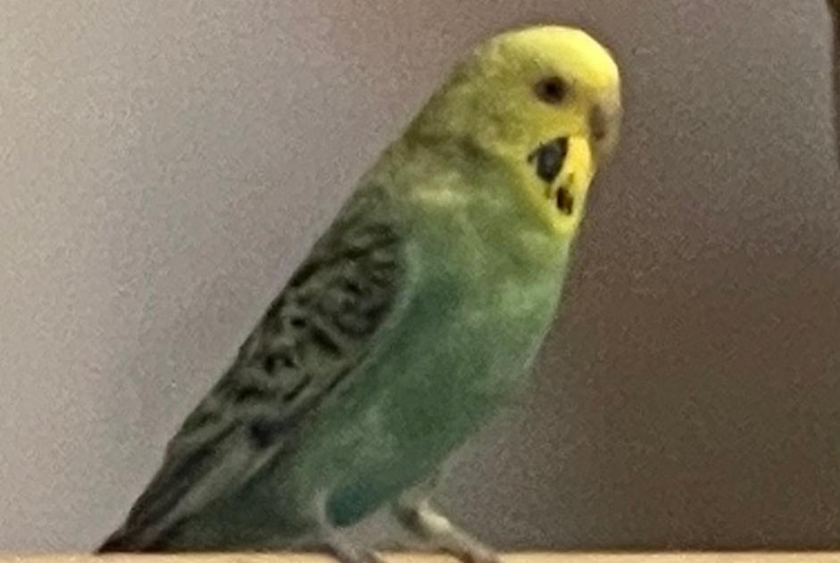 Uccello Smarrito a Thônex (Genève, Svizzera)  - allerta scoperta Pet Alert n. 365526