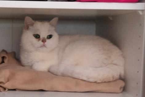 Gatto Smarrito a Echandens (Vaud, Svizzera)  - allerta scoperta Pet Alert n. 366930