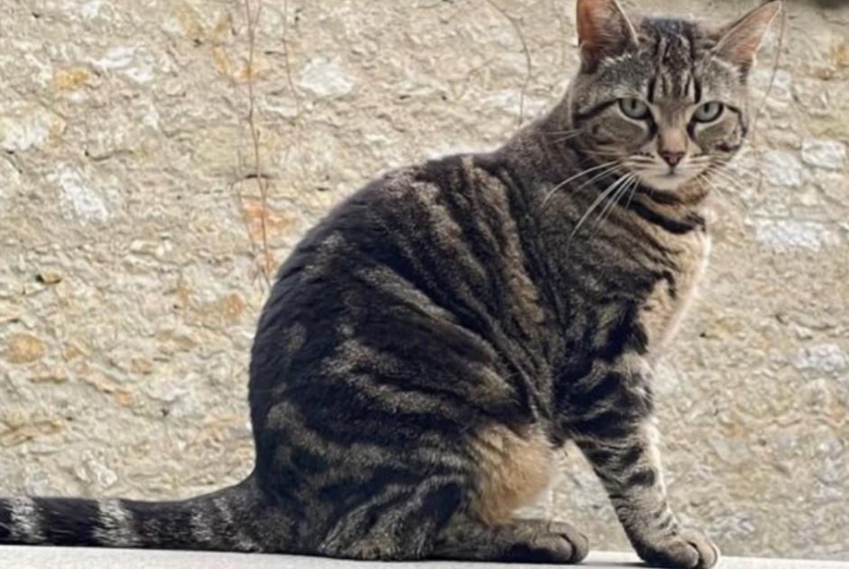 Gatto Smarrito a Neuchâtel (Neuchâtel, Svizzera)  - allerta scoperta Pet Alert n. 369290