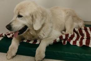 Avviso Ritrovamento Cane  Femmina Veyrier Svizzera