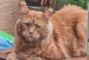Avviso scomparsa Gatto  Maschio , 5 anni Basel Svizzera