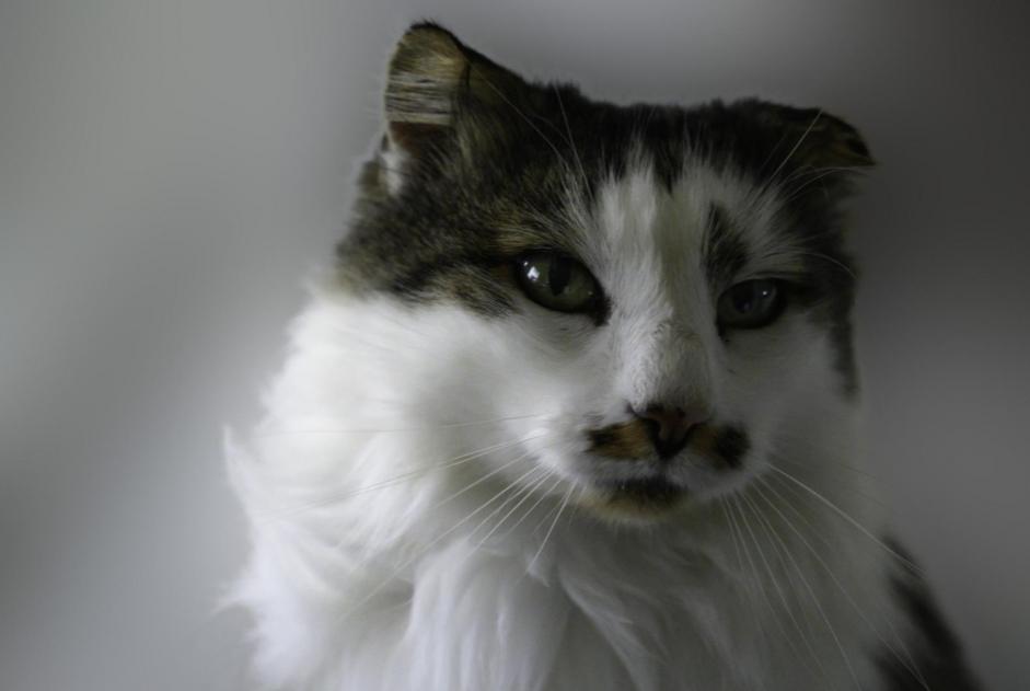 Gatto Smarrito a Cugy (Fribourg, Svizzera)  - allerta scoperta Pet Alert n. 374007