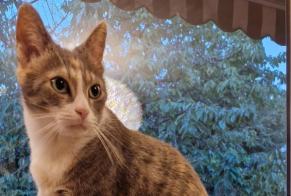 Avviso scomparsa Gatto Femmina , 4 anni Carouge Svizzera