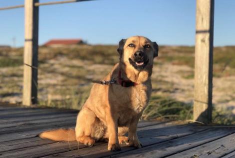 Vermësstemeldung Hond kräizung Weiblech , 9 joer Terras de Bouro Portugal