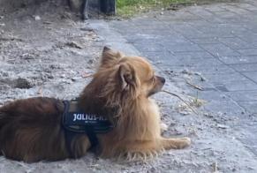 Vermësstemeldung Hond  Männlech , 5 joer Oudsbergen Belgique
