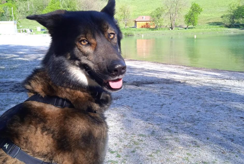 Verdwijningsalarm Hond rassenvermenging Mannetje , 4 jaar Saint-Gervais-les-Bains Frankrijk