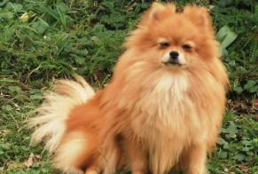 Verdwijningsalarm Hond  Vrouwtje , 1 jaar Mézières-en-Drouais Frankrijk