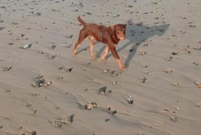 Verdwijningsalarm Hond  Mannetje , 7 jaar Artannes-sur-Indre Frankrijk