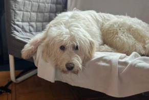 Verdwijningsalarm Hond rassenvermenging Vrouwtje , 2 jaar Le Locle Zwitserland