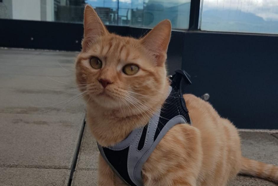 Verdwijningsalarm Kat rassenvermenging Vrouwtje , 5 jaar Prilly Zwitserland