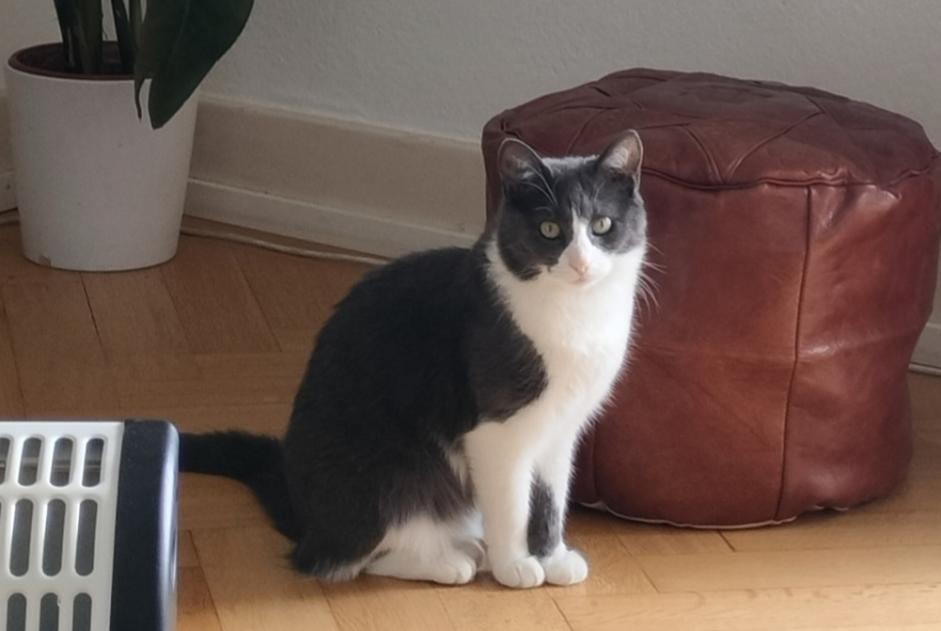 Verdwijningsalarm Kat  Vrouwtje , 4 jaar Payerne Zwitserland