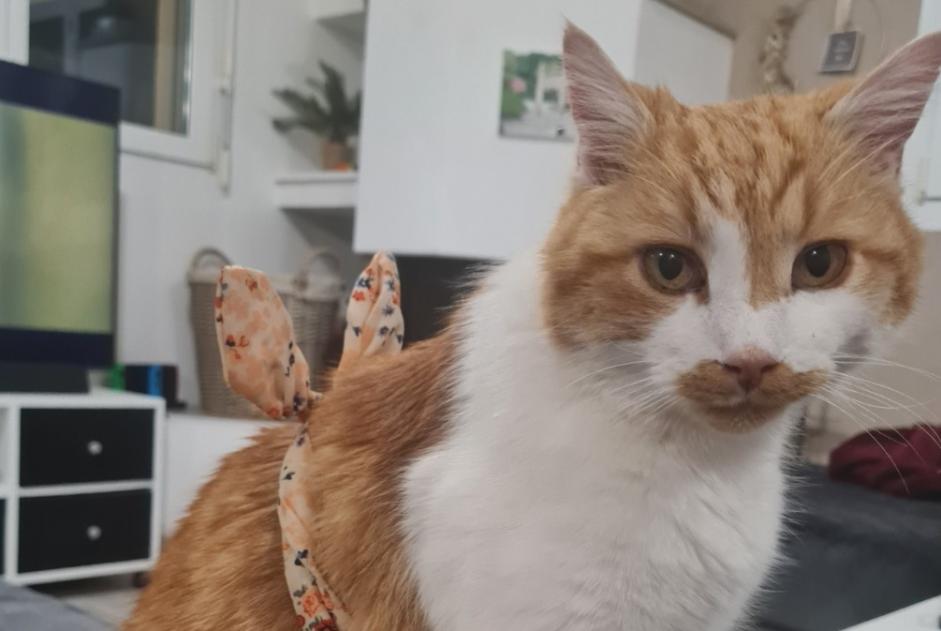 Verdwijningsalarm Kat Mannetje , 14 jaar Bois-d'Amont Zwitserland