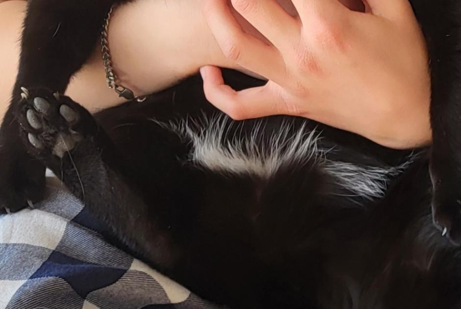 Verdwijningsalarm Kat Mannetje , 12 jaar Lutry Zwitserland