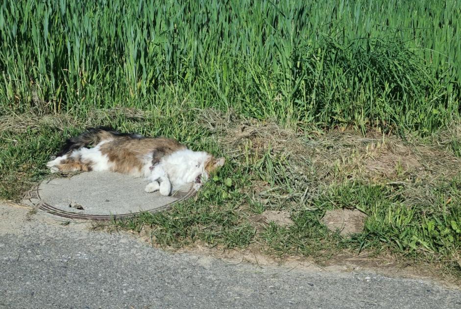 Ontdekkingsalarm Kat Onbekend Estavayer Zwitserland
