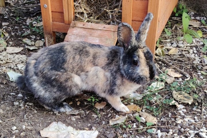 Ontdekkingsalarm Konijn Vrouwtje La Valette-du-Var Frankrijk