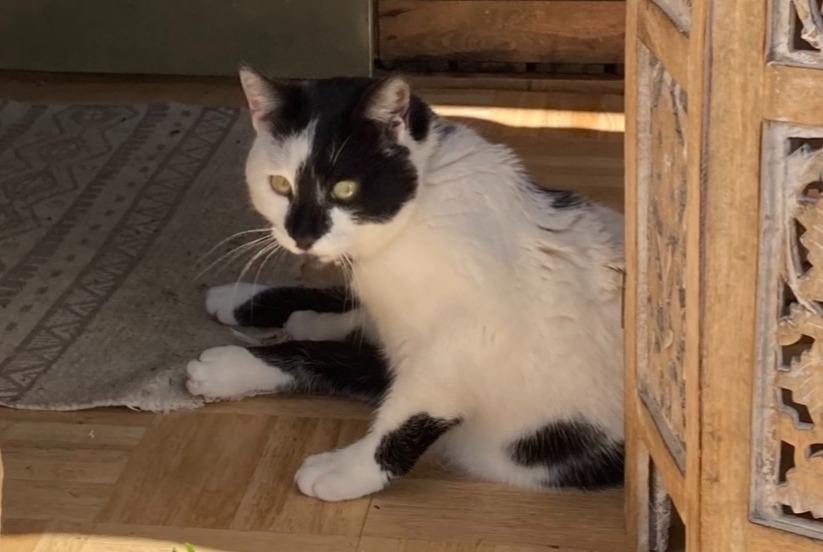 Kat Vermist in Lausanne (Vaud, Zwitserland)  - Verdwijning Pet Alert melding nr. 366923