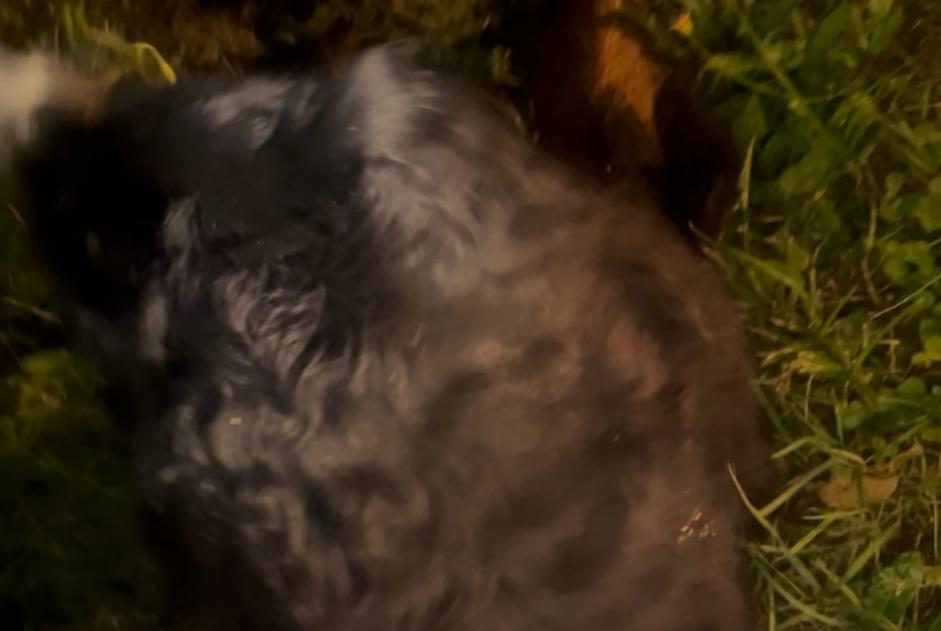 Hond Gevonden in Romont (Fribourg, Zwitserland)  - Ontdekking Pet Alert melding nr. 369744