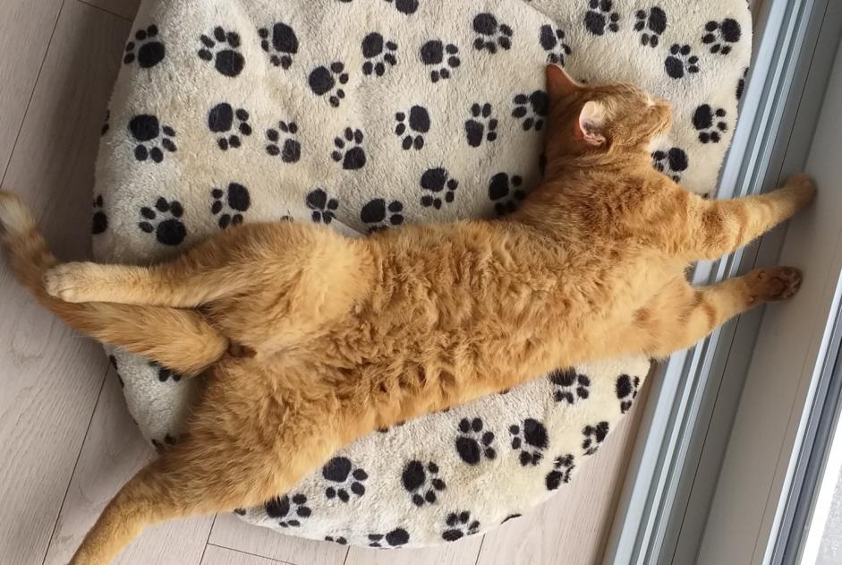 Alerta desaparecimento Gato  Macho , 8 anos Delémont Switzerland