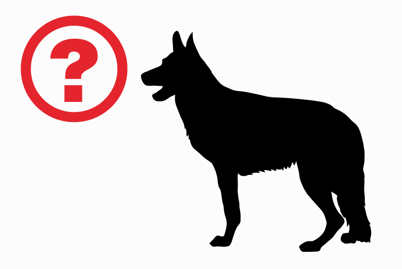 Alerta desaparecimento Cão  Macho , 6 anos Bièvre Belgium