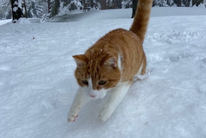 Alerta desaparecimento Gato Macho , 7 anos Fribourg Switzerland