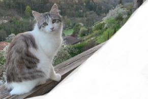 Alerta desaparecimento Gato Macho , 3 anos Orbe Switzerland