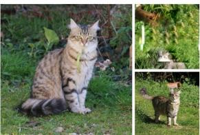 Alerta desaparecimento Gato Fêmea , 5 anos Prunay-le-Gillon France