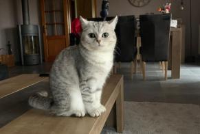 Alerta desaparecimento Gato cruzamento Fêmea , 2 anos Mettet Belgium