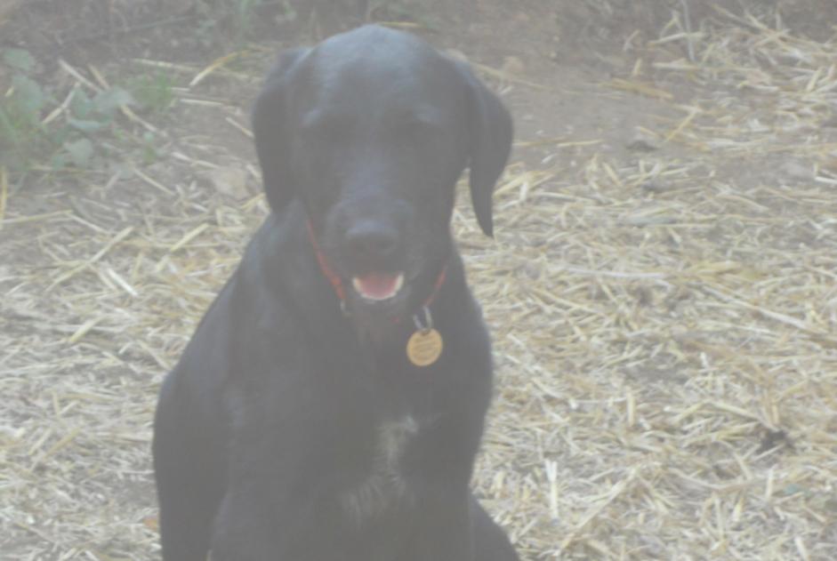 Alerta desaparecimento Cão  Fêmea , 5 anos Saint-Maudan France
