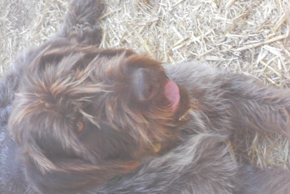 Alerta desaparecimento Cão  Macho , 5 anos Saint-Maudan France
