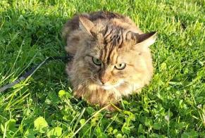 Alerta desaparecimento Gato  Fêmea , 5 anos Genève Switzerland