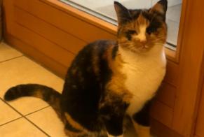 Alerta desaparecimento Gato Fêmea , 2 anos Le Landeron Switzerland