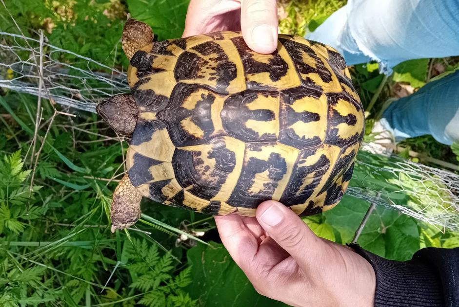 Alerta descoberta Tartaruga Desconhecido Mougins France