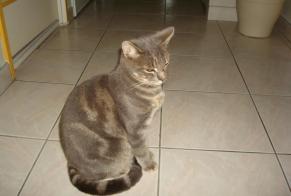 Alerta desaparecimento Gato  Macho , 2 anos Le Beausset France