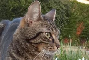 Alerta desaparecimento Gato  Macho , 2 anos Évreux France