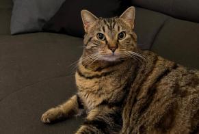 Alerta desaparecimento Gato Fêmea , 3 anos Conthey Switzerland