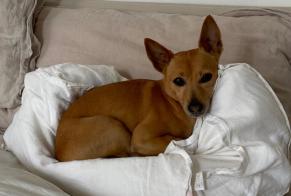 Alerta desaparecimento Cão  Macho , 7 anos Rueil-Malmaison France
