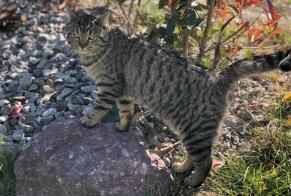 Alerta desaparecimento Gato  Macho , 4 anos Collonges Switzerland