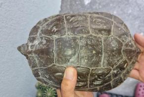 Alerta descoberta Tartaruga Desconhecido Sierre Switzerland