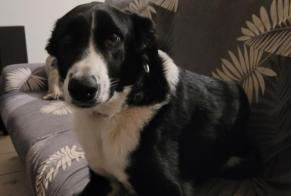 Alerta desaparecimento Cão  Fêmea , 3 anos Saint-Vérand France