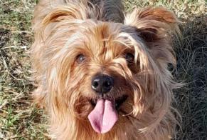 Alerta desaparecimento Cão  Fêmea , 7 anos Villeneuve-de-la-Raho France