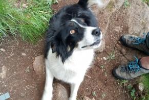 Alerta desaparecimento Cão  Fêmea , 5 anos Caychax France