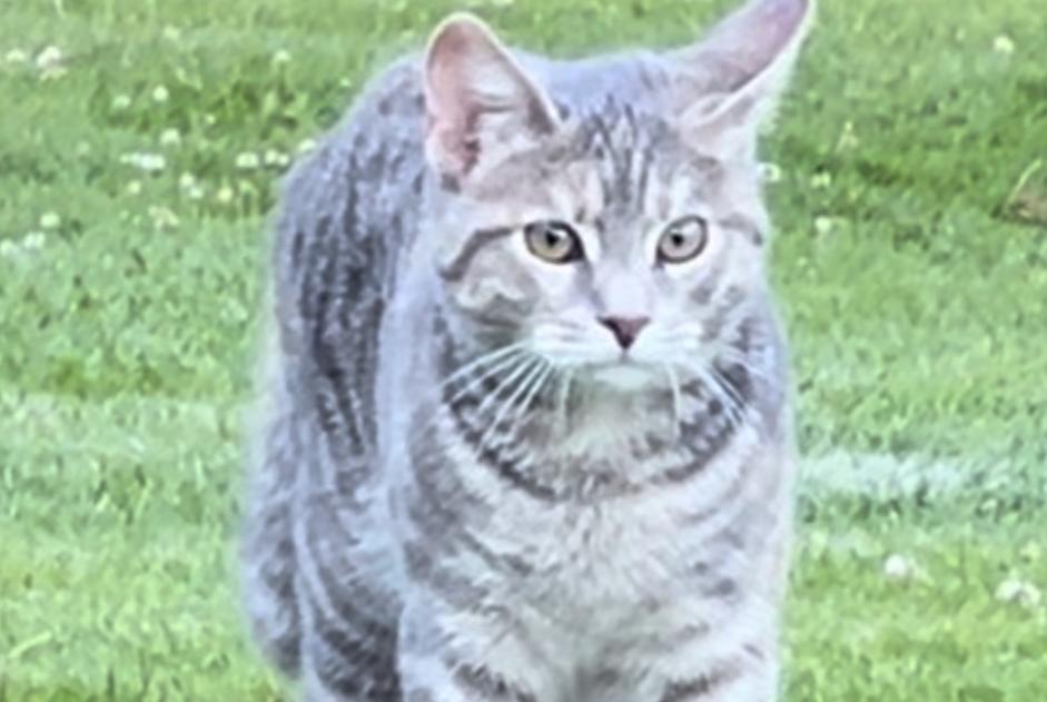 Alerta desaparecimento Gato Fêmea , 1 anos Savigny Switzerland