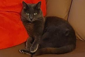 Alerta desaparecimento Gato Fêmea , 16 anos La Tour-de-Peilz Switzerland