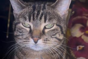Alerta desaparecimento Gato Fêmea , 5 anos Lancy Switzerland