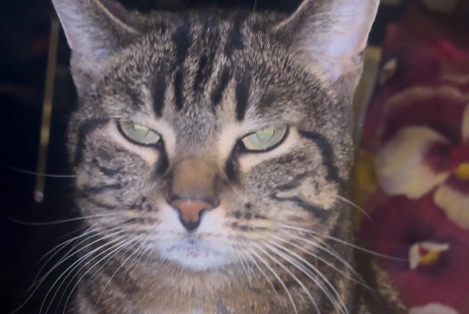 Alerta desaparecimento Gato Fêmea , 5 anos Lancy Switzerland