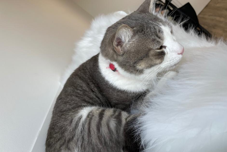 Alerta desaparecimento Gato Macho , 3 anos Lausanne Switzerland